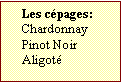 Zone de Texte: Les cépages:  
Chardonnay
Pinot Noir
Aligoté	

