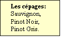Zone de Texte: Les cépages:  
Sauvignon,
Pinot Noir,
Pinot Gris.


